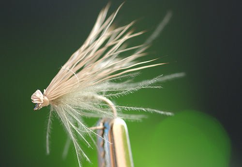 CDC & Elk Caddis - Fly Fish Food