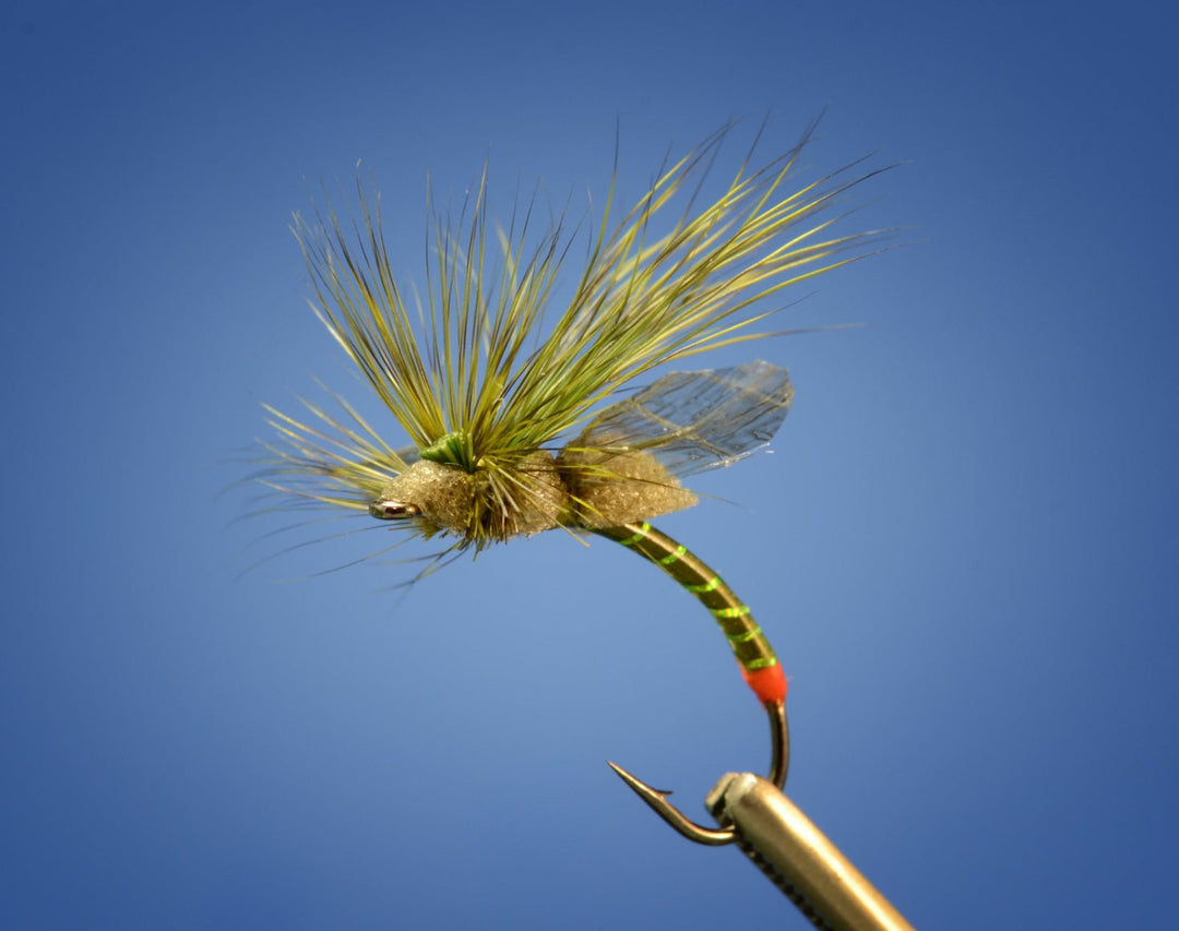 Green Drake Fripple - Fly Fish Food