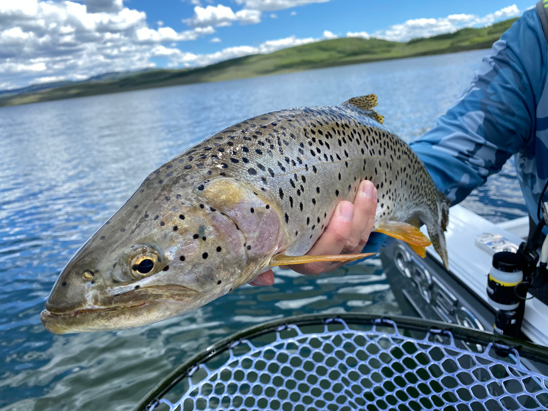 How to Fish a Parabolic Line - Fly Fish Food