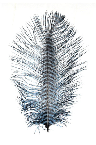 MFC - Barred Ostrich Plume - Feathers &amp; Marabou - Fly Fish Food