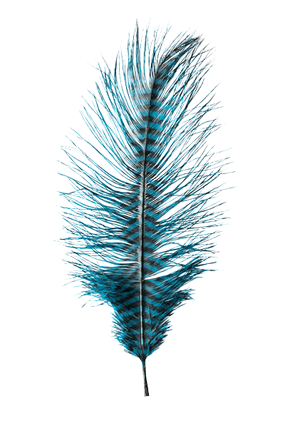 MFC - Barred Ostrich Plume - Feathers &amp; Marabou - Fly Fish Food