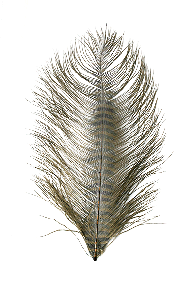 MFC - Barred Ostrich Plume - Feathers &amp; Marabou - Fly Fish Food