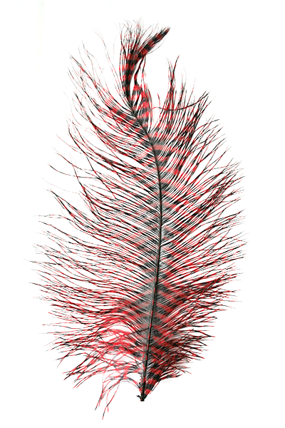 MFC - Barred Ostrich Plume - Feathers &amp; Marabou - Fly Fish Food
