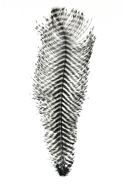 MFC - Barred Ostrich Plume - Feathers &amp; Marabou - Fly Fish Food