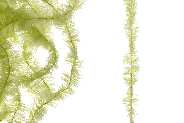 Senyo's Super Satin Chenille - 10MM - Chenille - Fly Fish Food