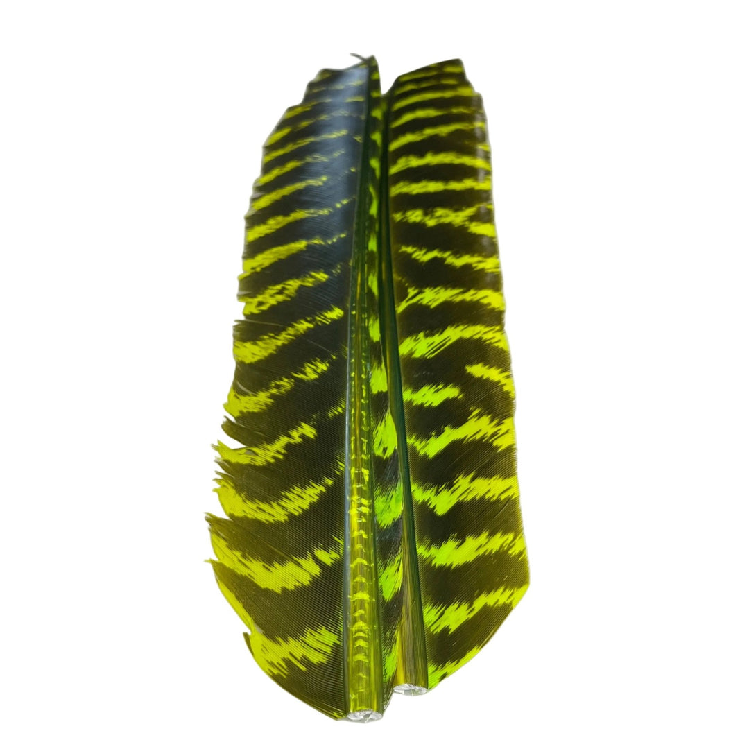 Barred Turkey Biot Quill Pair - Feathers &amp; Marabou - Fly Fish Food