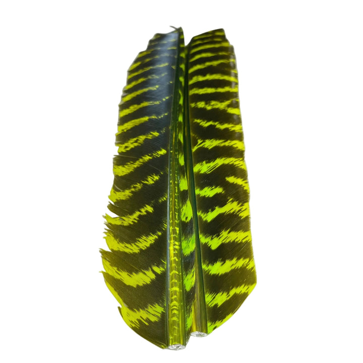 Barred Turkey Biot Quill Pair - Feathers &amp; Marabou - Fly Fish Food