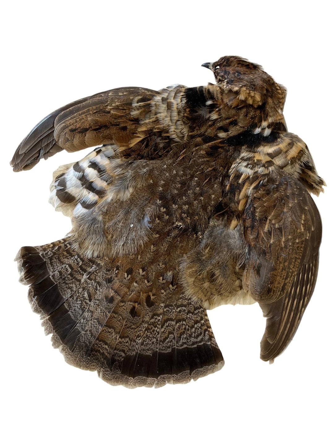 Ruffed Grouse Skin - Hackle - Fly Fish Food