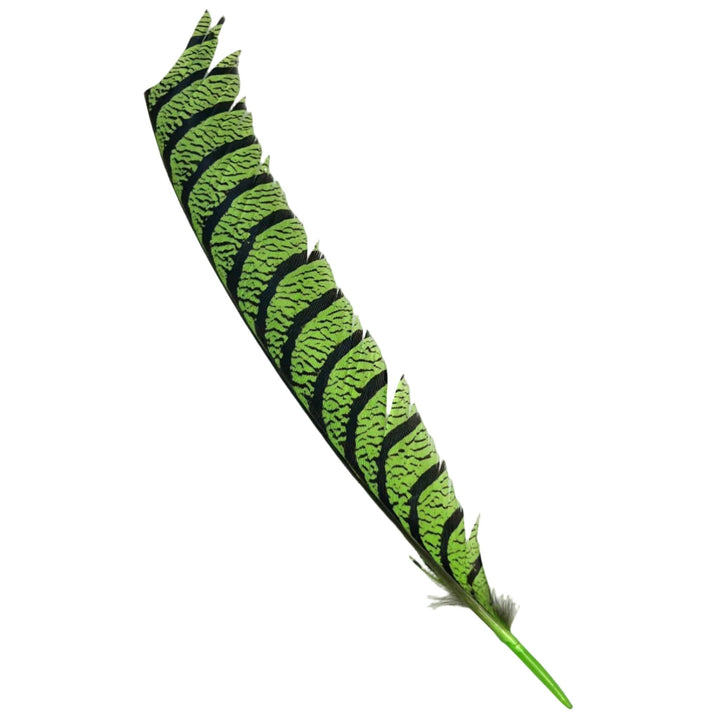 Lady Amherst Center Tail - Halfs - Feathers &amp; Marabou - Fly Fish Food