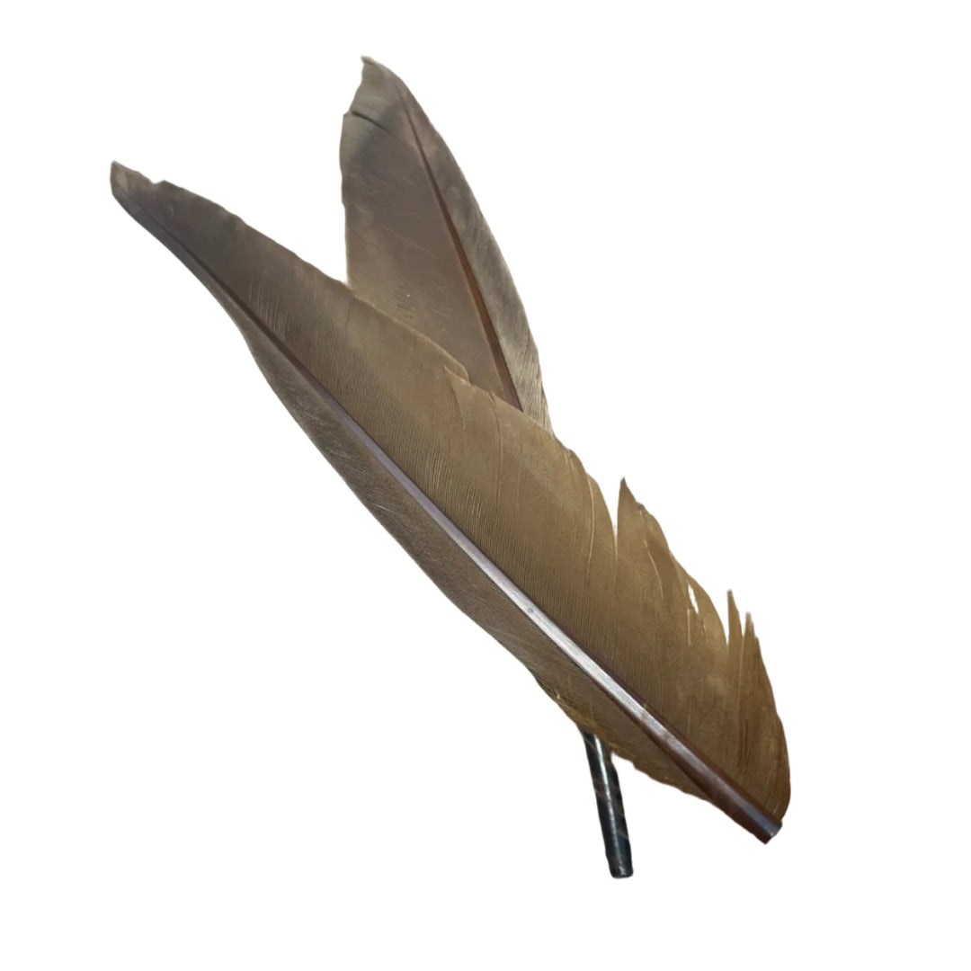Duck Quills - 2 Pair - Feathers &amp; Marabou - Fly Fish Food