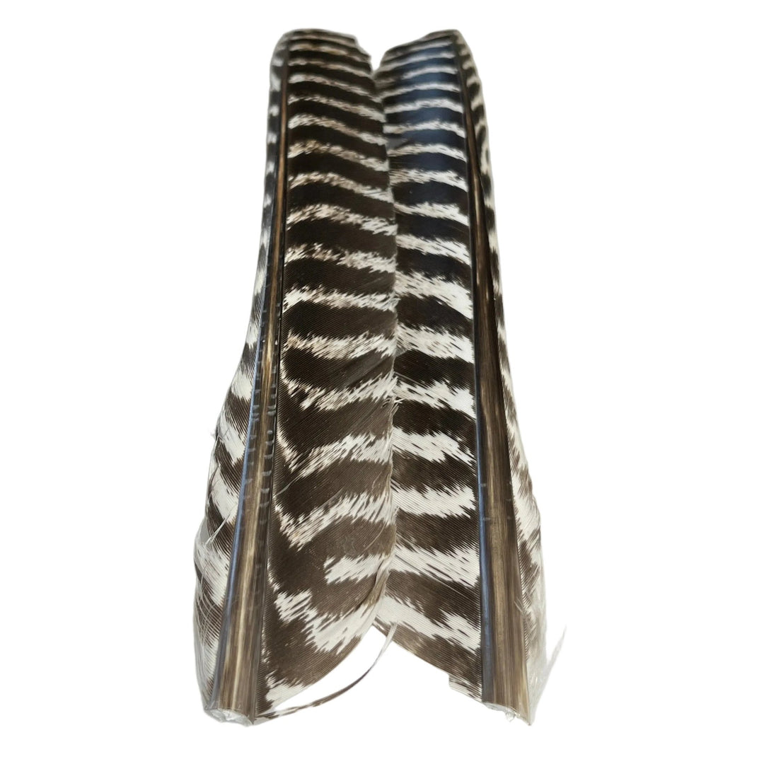 Barred Turkey Biot Quill Pair - Feathers &amp; Marabou - Fly Fish Food
