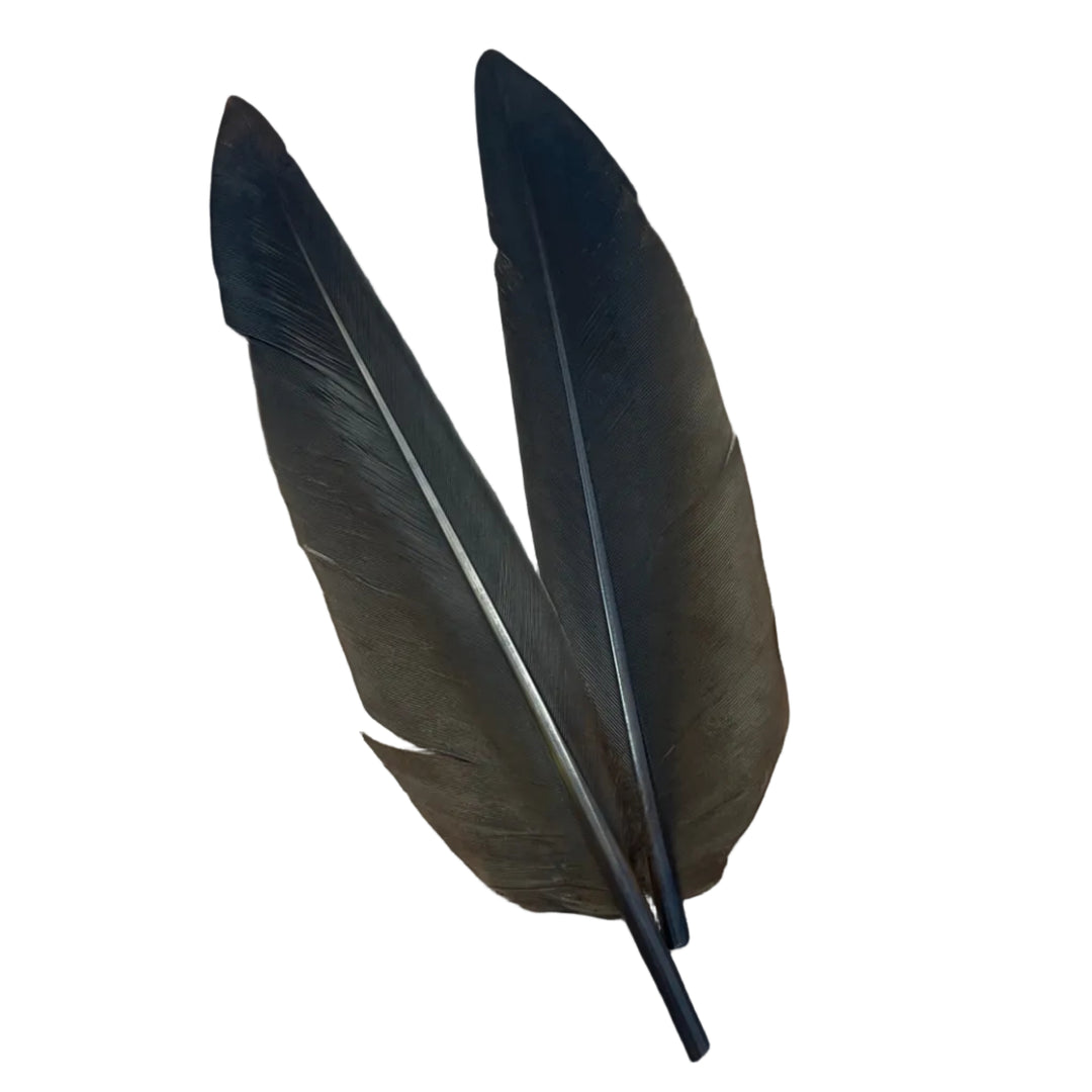 Duck Quills - 2 Pair - Feathers &amp; Marabou - Fly Fish Food