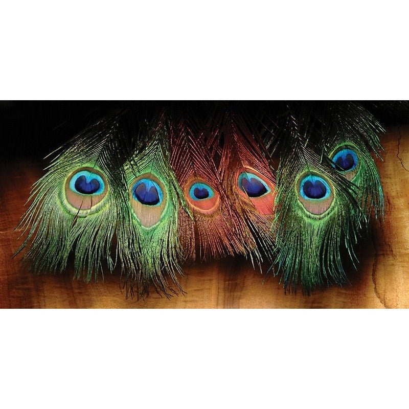 Hareline Dyed Peacock Eye Sticks - Feathers & Marabou - Fly Fish Food
