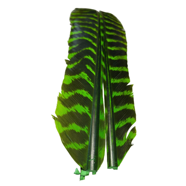 Barred Turkey Biot Quill Pair - Feathers &amp; Marabou - Fly Fish Food