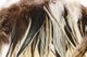 Badger Saddle Hackle 5-7"