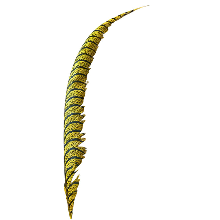 Lady Amherst Center Tail Feather - Feathers &amp; Marabou - Fly Fish Food