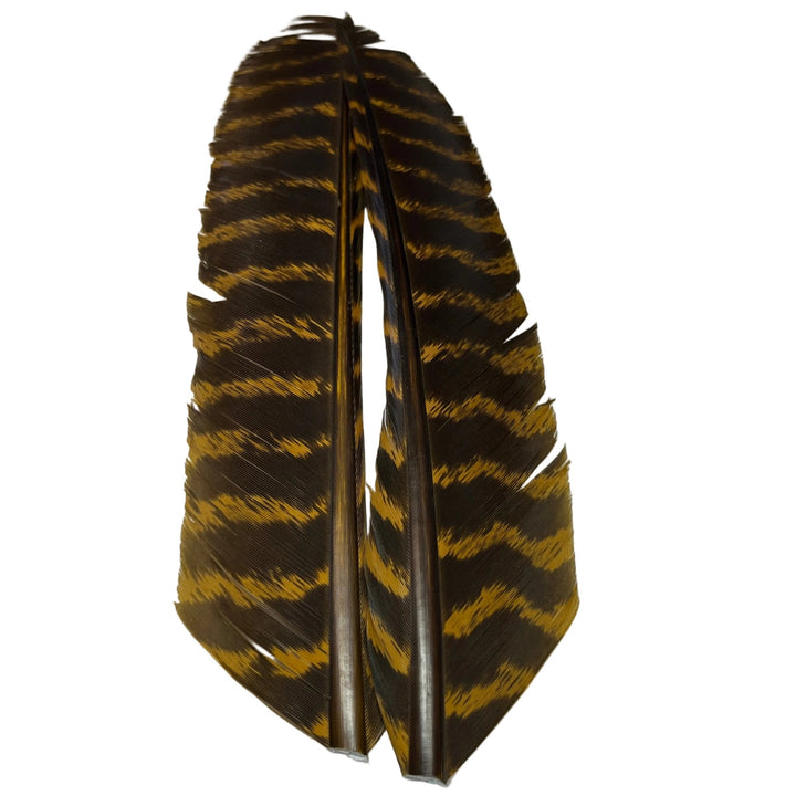 Barred Turkey Biot Quill Pair - Feathers &amp; Marabou - Fly Fish Food