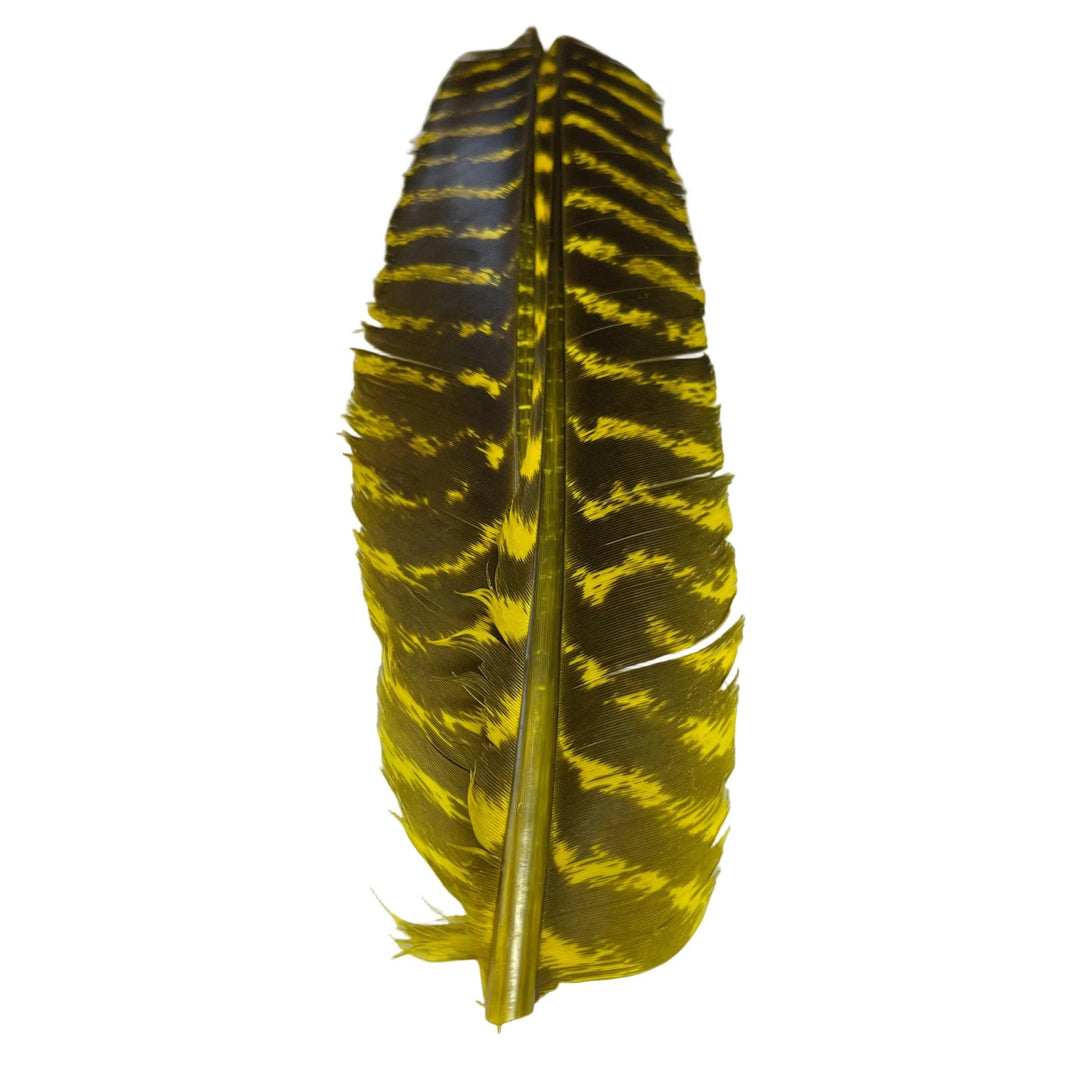 Barred Turkey Biot Quill Pair - Feathers &amp; Marabou - Fly Fish Food