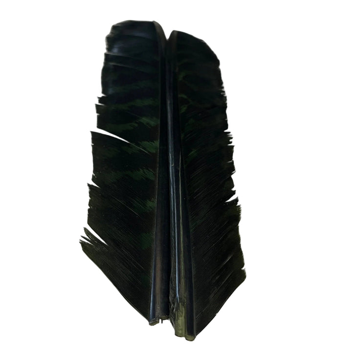 Barred Turkey Biot Quill Pair - Feathers &amp; Marabou - Fly Fish Food