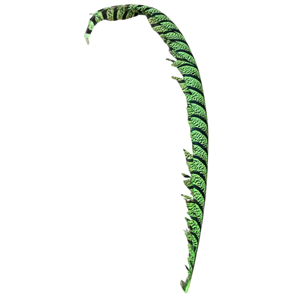 Lady Amherst Center Tail Feather - Feathers & Marabou - Fly Fish Food