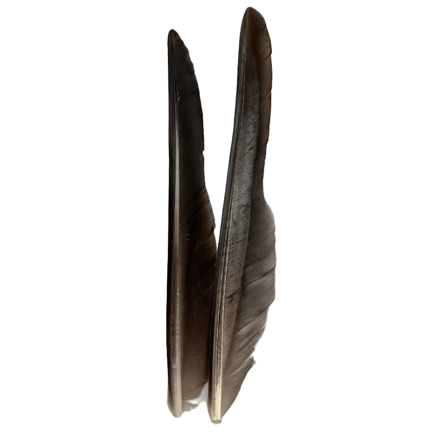 Canada Goose Biot Quills - Feathers & Marabou - Fly Fish Food
