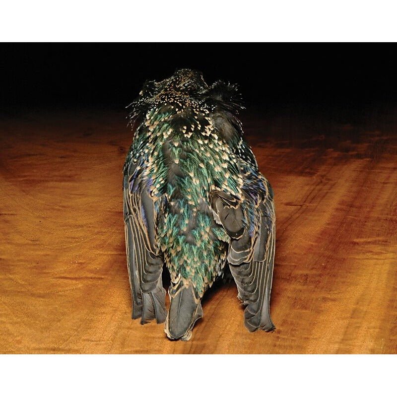Hareline Starling Skin - Feathers & Marabou - Fly Fish Food