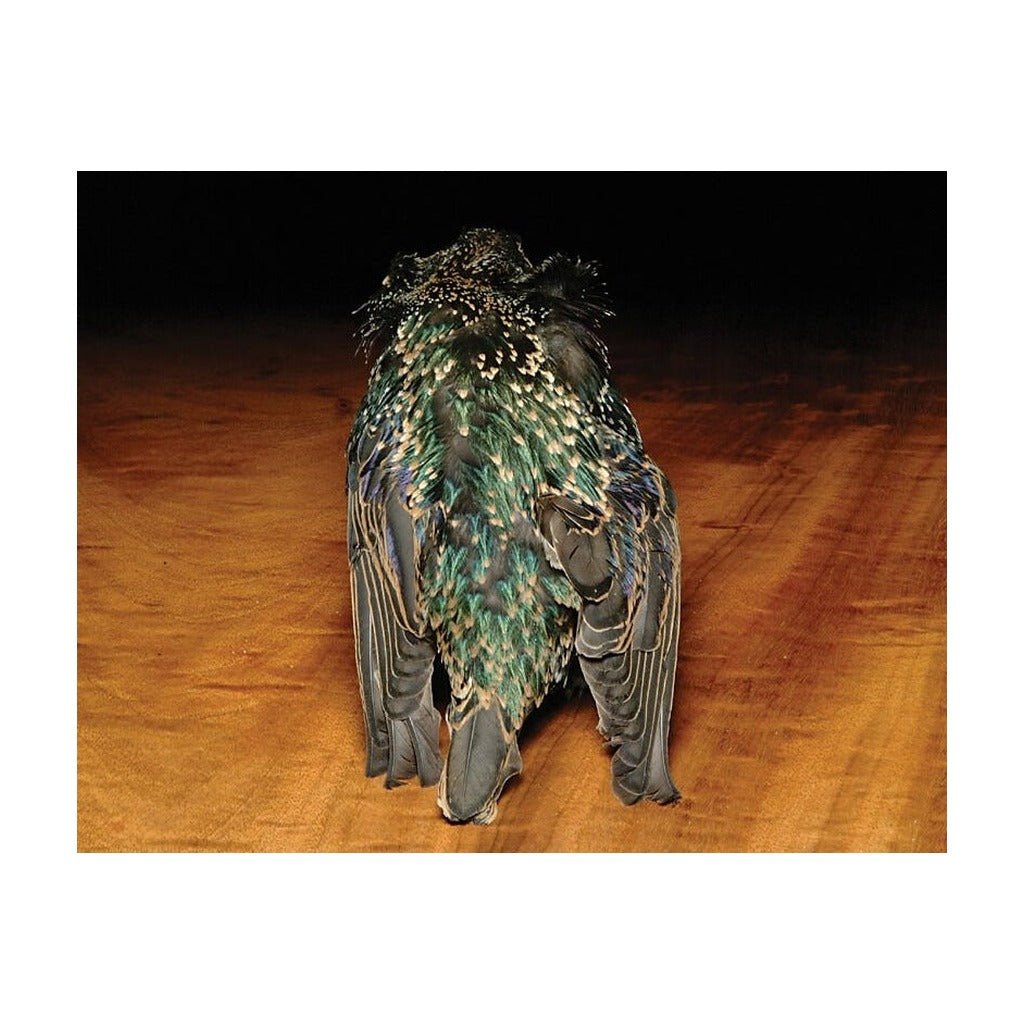 Hareline Starling Skin - Feathers & Marabou - Fly Fish Food