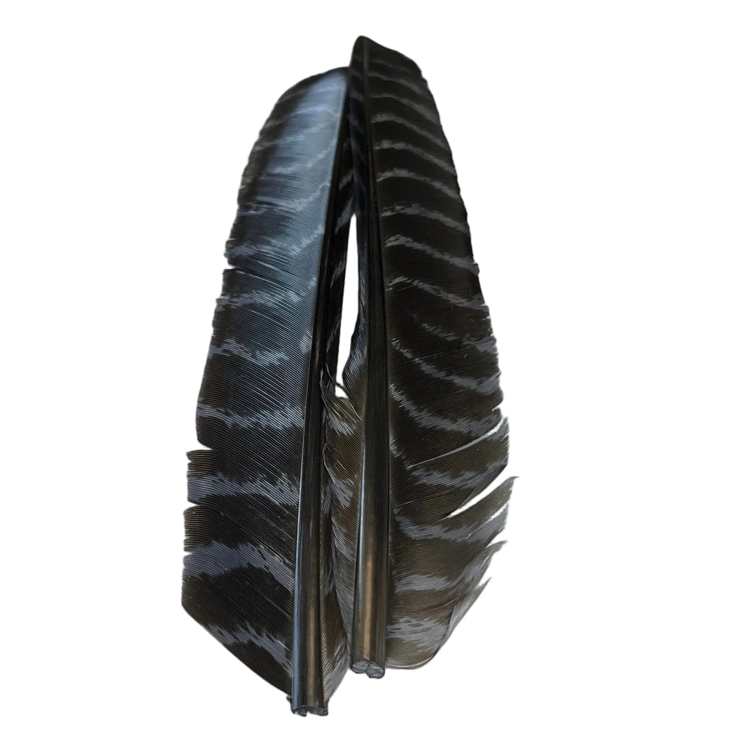 Barred Turkey Biot Quill Pair - Feathers &amp; Marabou - Fly Fish Food