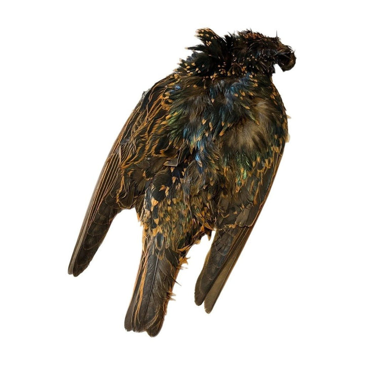 Starling Skin Dyed - Feathers &amp; Marabou - Fly Fish Food
