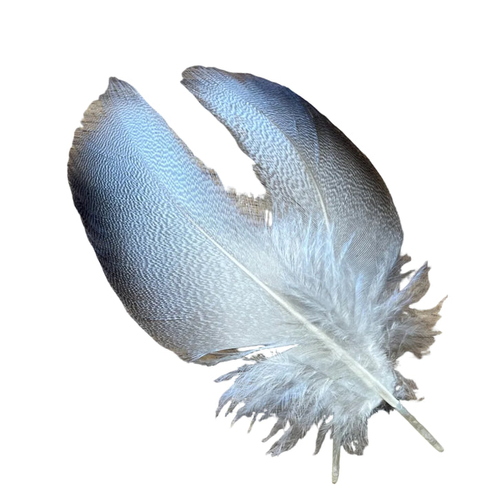 Select Bronze Mallard 3 Pairs - Feathers &amp; Marabou - Fly Fish Food
