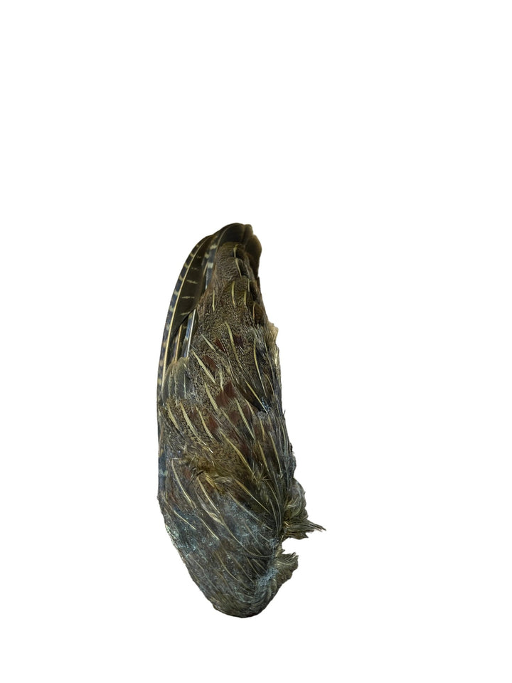 Partridge Wings Dyed - Feathers &amp; Marabou - Fly Fish Food