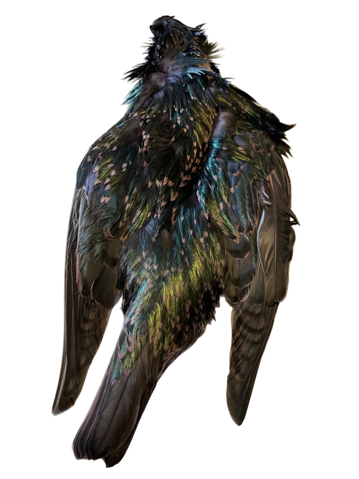 Starling Skin Dyed - Feathers &amp; Marabou - Fly Fish Food