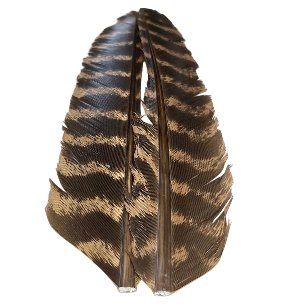 Barred Turkey Biot Quill Pair - Feathers &amp; Marabou - Fly Fish Food