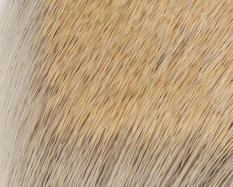 Coastal Deer Hair - Hair & Fur - Fly Fish Food