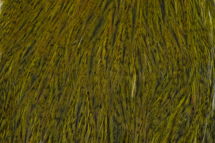 Coq de Leon Hen Cape