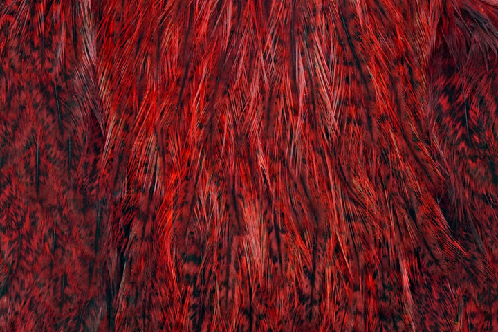 Coq de Leon Hen Cape
