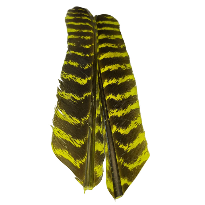 Barred Turkey Biot Quill Pair - Feathers &amp; Marabou - Fly Fish Food