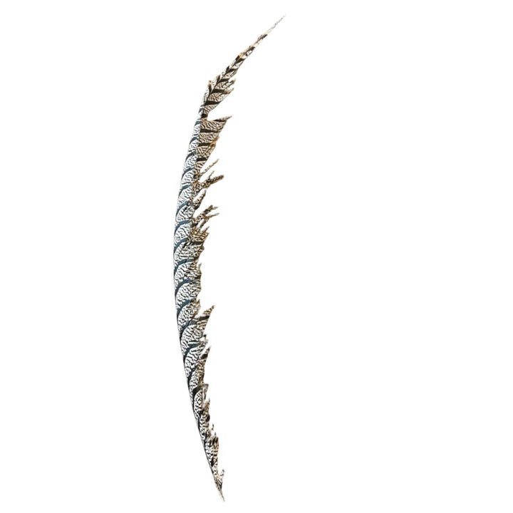 Lady Amherst Center Tail Feather - Feathers &amp; Marabou - Fly Fish Food
