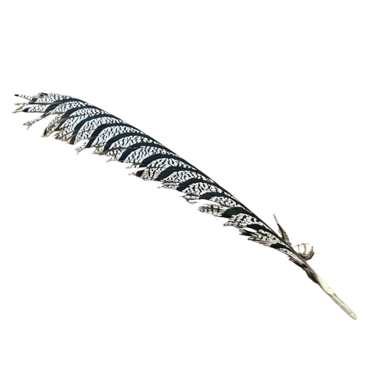 Lady Amherst Center Tail - Halfs - Feathers &amp; Marabou - Fly Fish Food