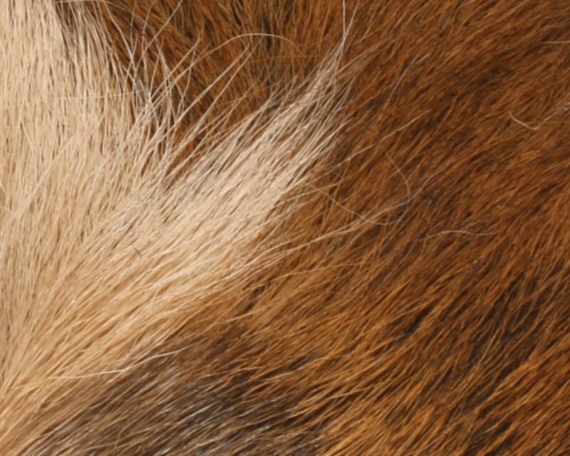 Petite Bucktail - Hair & Fur - Fly Fish Food