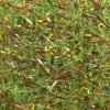 Textreme SBRIGGLE Large - Chenille - Fly Fish Food