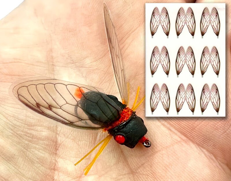 Cicada Wings - Orange - Misc. Synthetics - Fly Fish Food