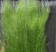 Polar Fiber Streamer Brush - Synthetic Fibers &amp; Flash - Fly Fish Food