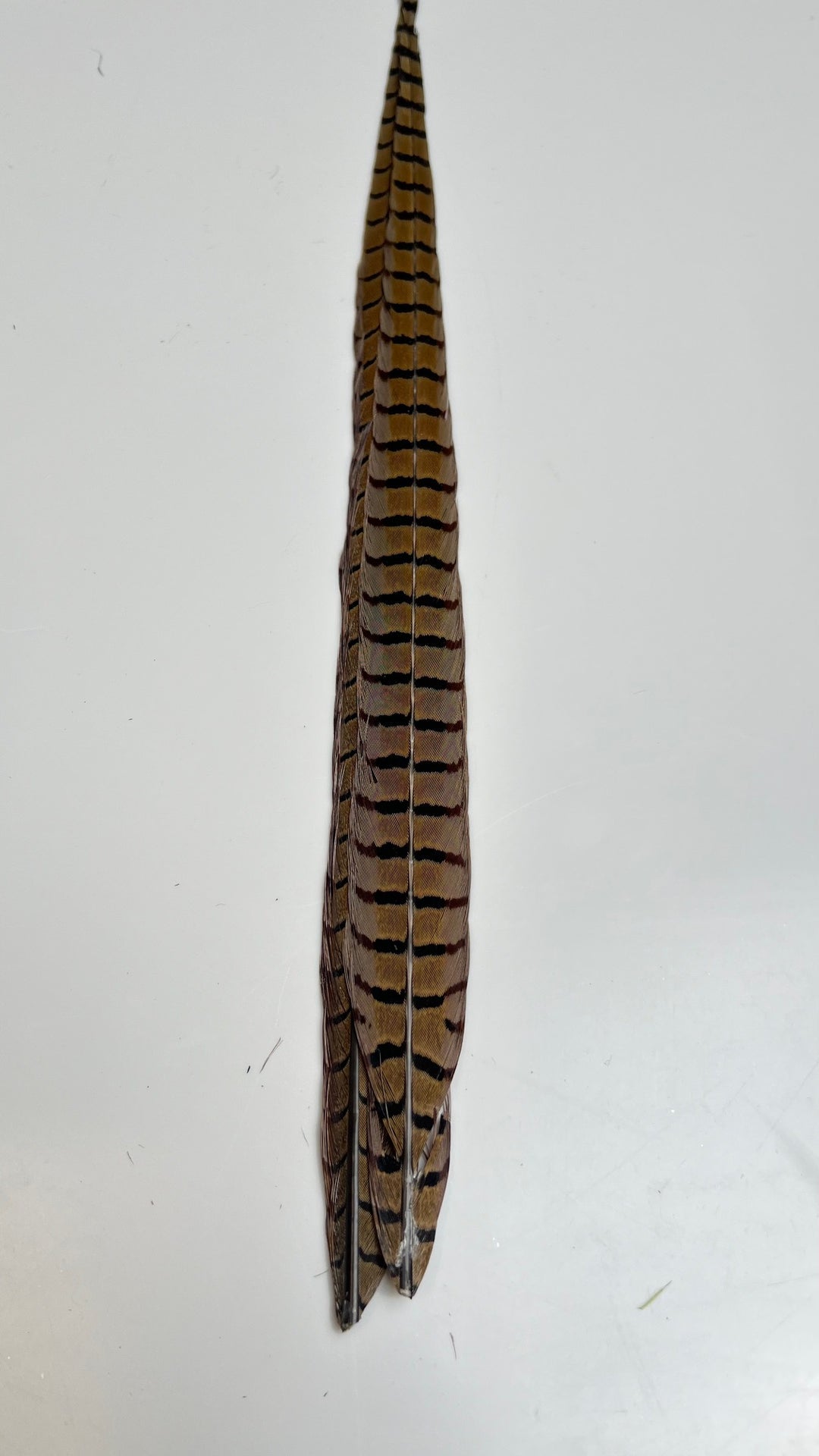 Pheasant Tail Center Pairs - Feathers &amp; Marabou - Fly Fish Food