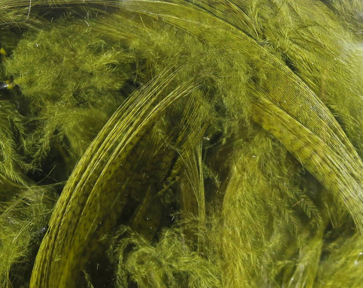 Mallard Flank - Feathers &amp; Marabou - Fly Fish Food