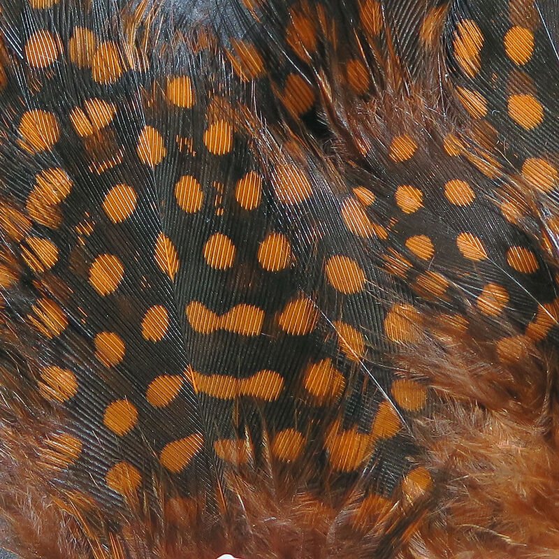 Strung Guinea Feathers - Feathers & Marabou - Fly Fish Food