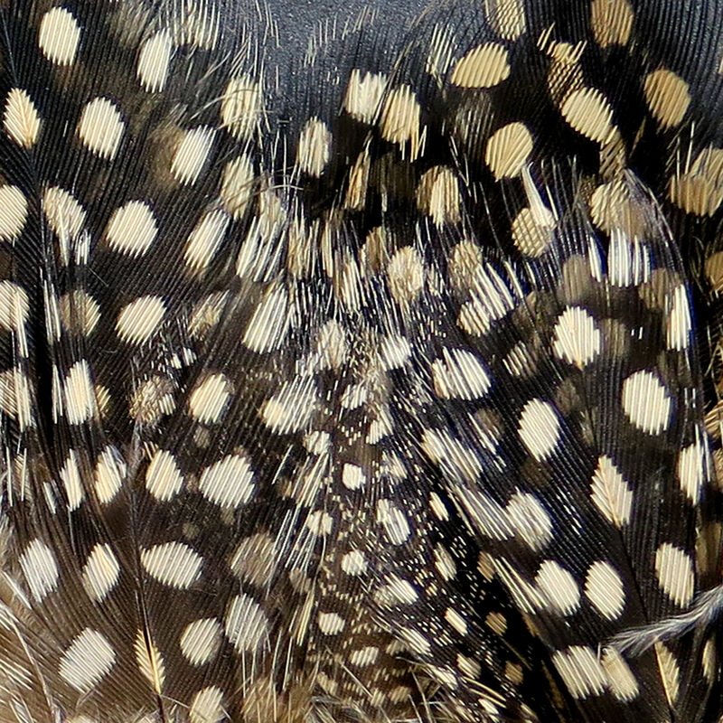Strung Guinea Feathers - Feathers &amp; Marabou - Fly Fish Food