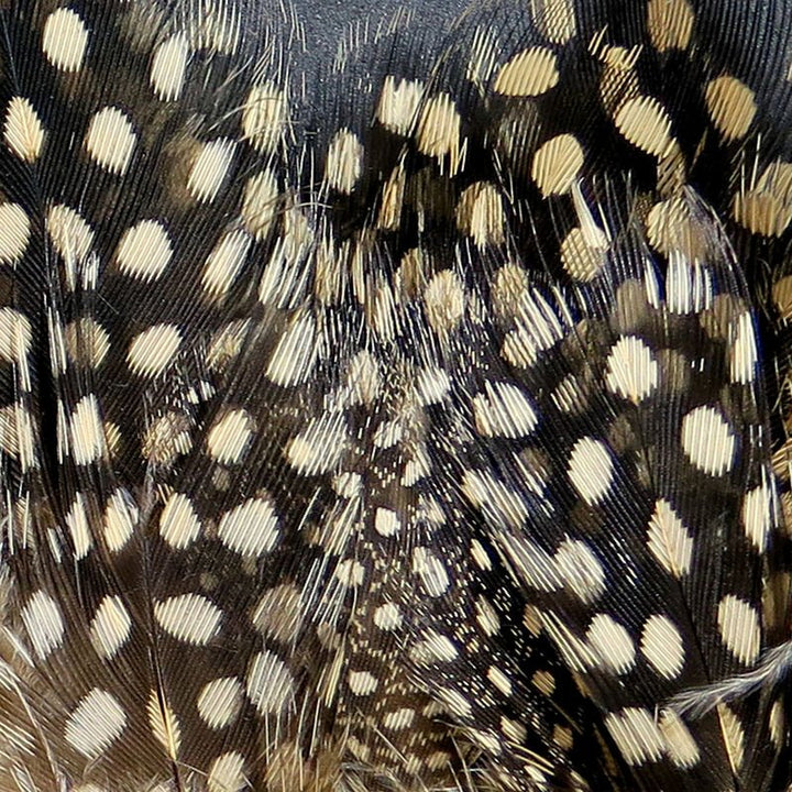 Strung Guinea Feathers - Feathers &amp; Marabou - Fly Fish Food