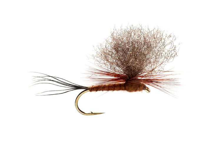 Burkus Brown Drake Dun - Flies - Fly Fish Food