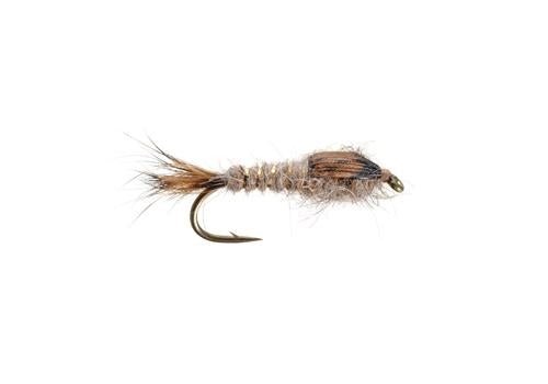 Gold Ribbed Hare&